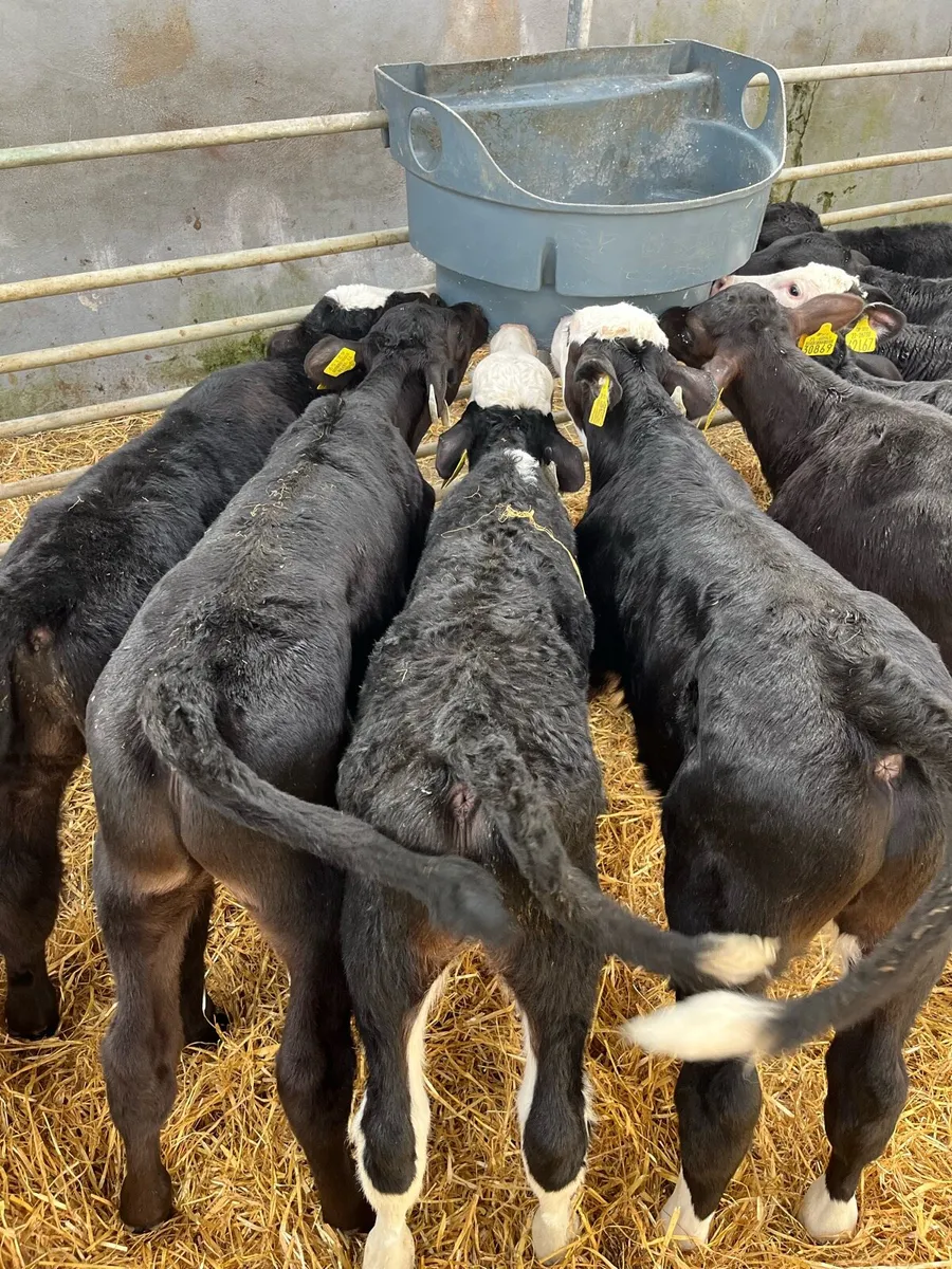 BULL CALFS - Image 4