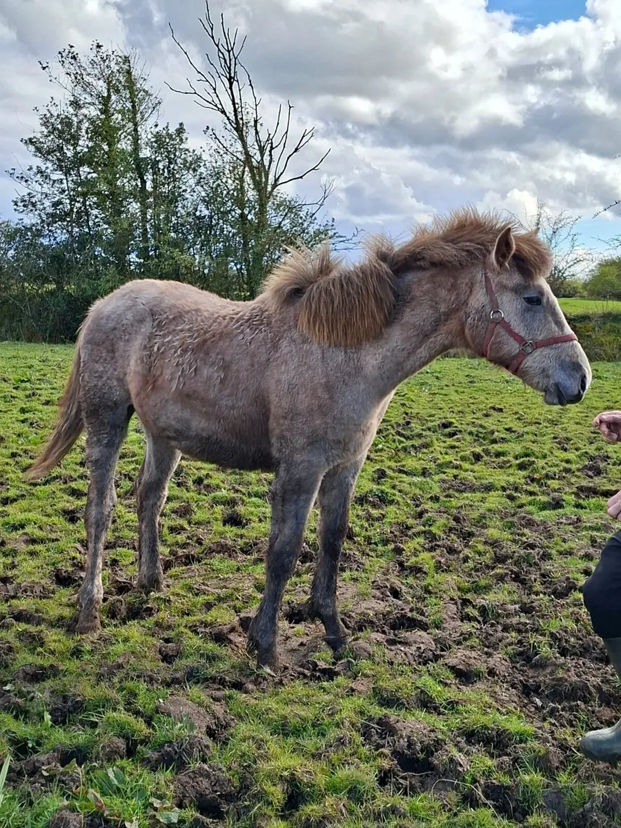 2 Quality Colts - Image 2