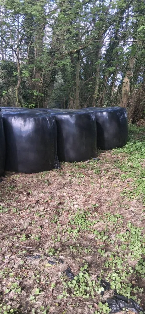Silage bales for sale - Image 1