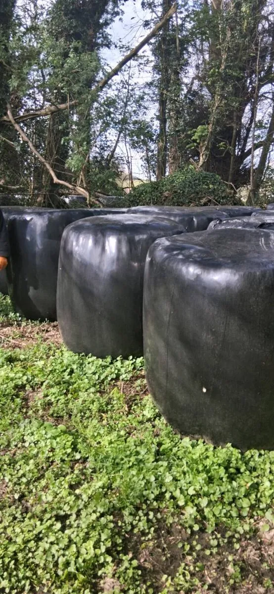 Silage bales for sale - Image 2