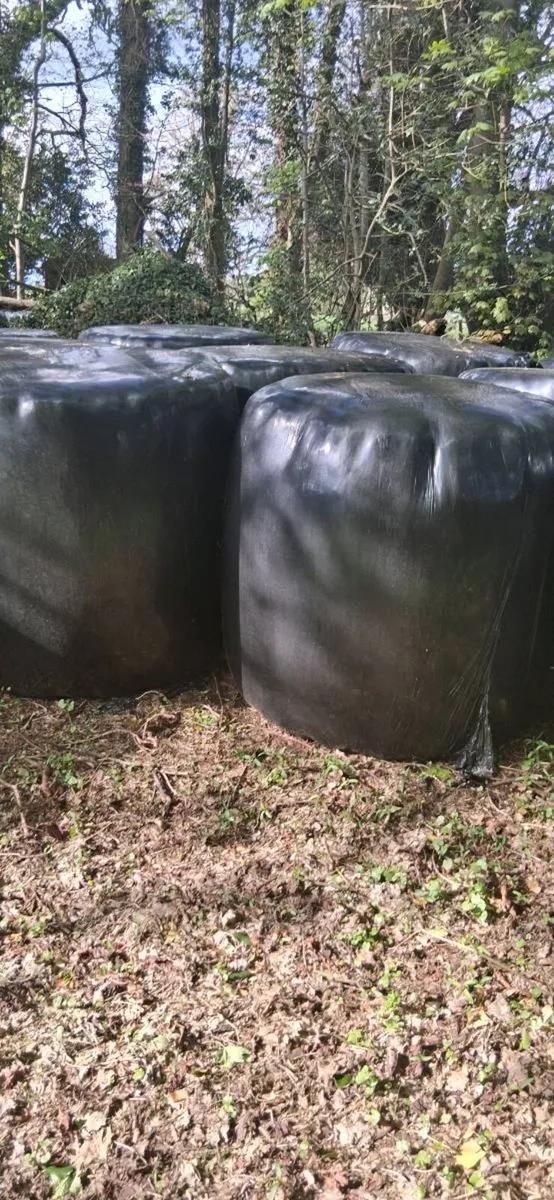 Silage bales for sale - Image 3