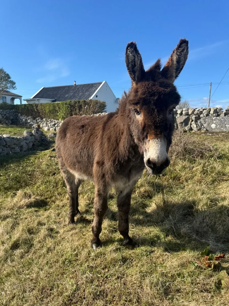 Free Male Donkey (Jack) - Image 1