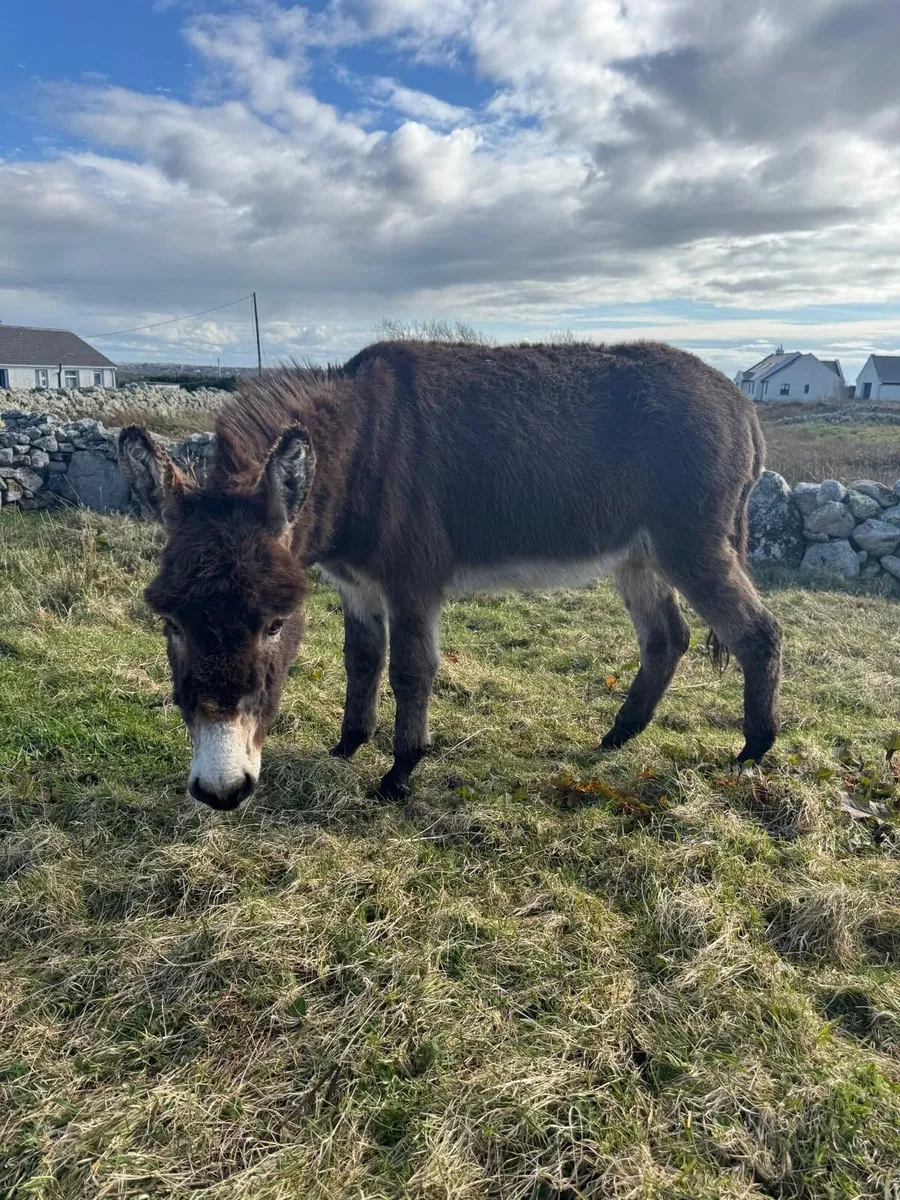 Free Male Donkey (Jack) - Image 2