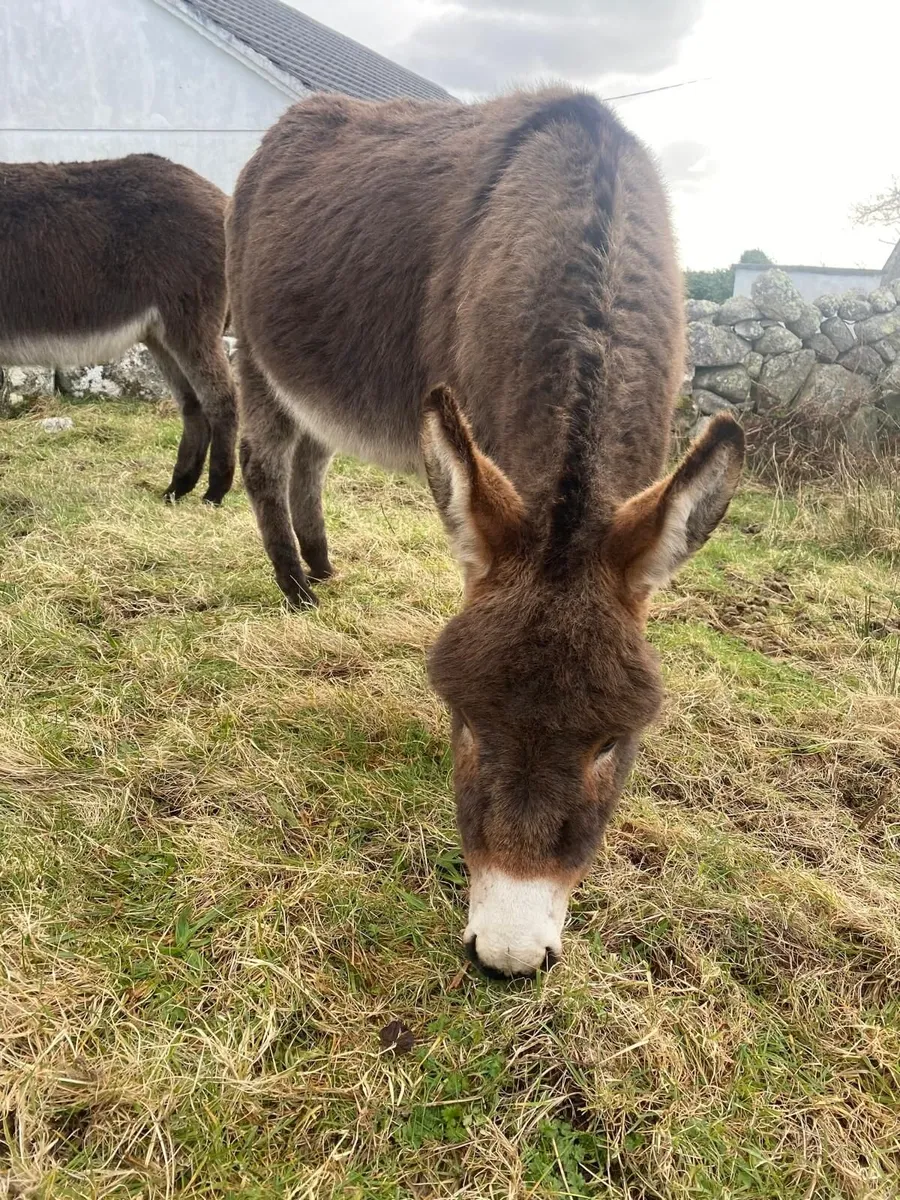 Free Male Donkey (Jack) - Image 3