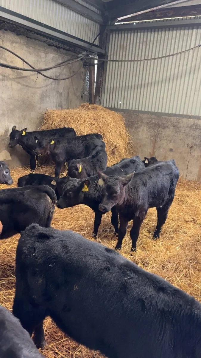 100 Angus Calves - Image 1