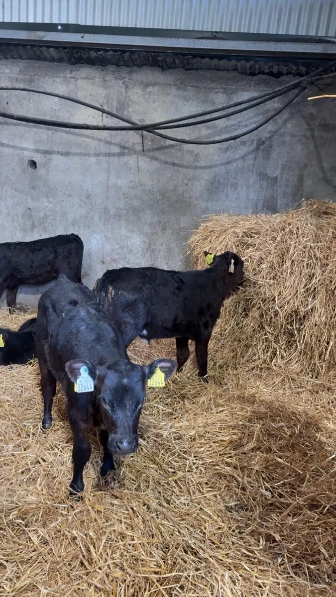 100 Angus Calves - Image 2