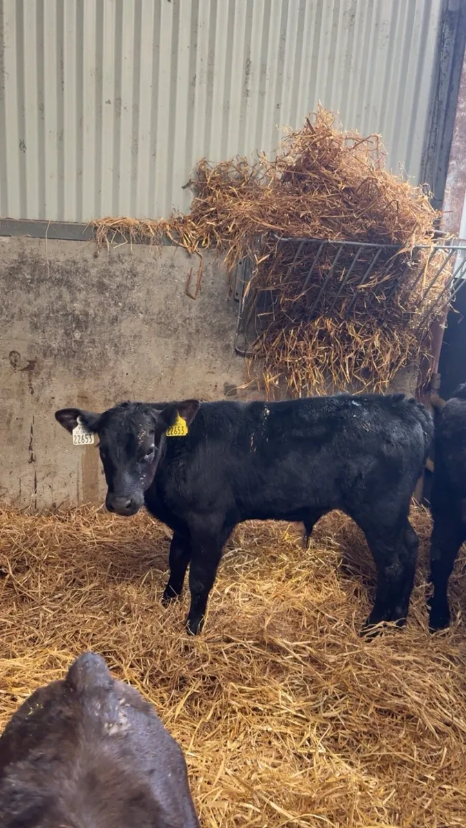 100 Angus Calves - Image 3