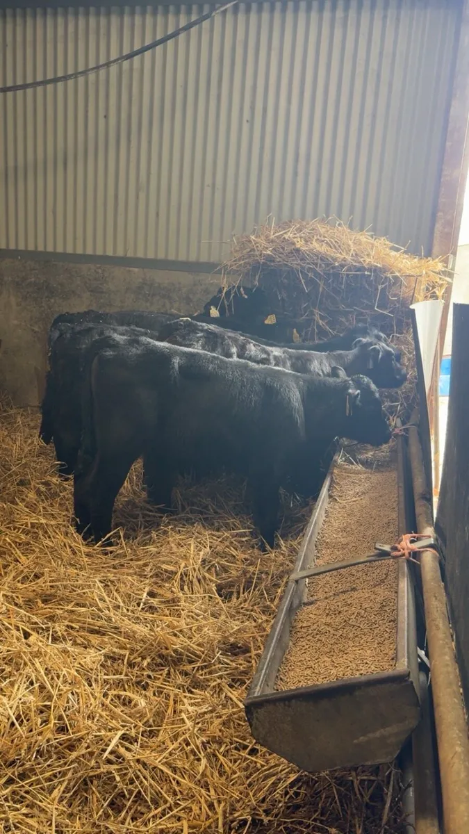 100 Angus Calves - Image 4