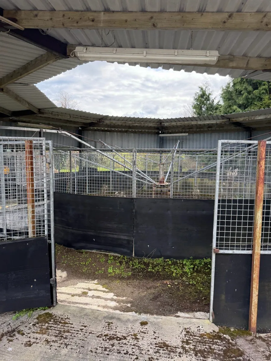 Horse exerciser - Image 2