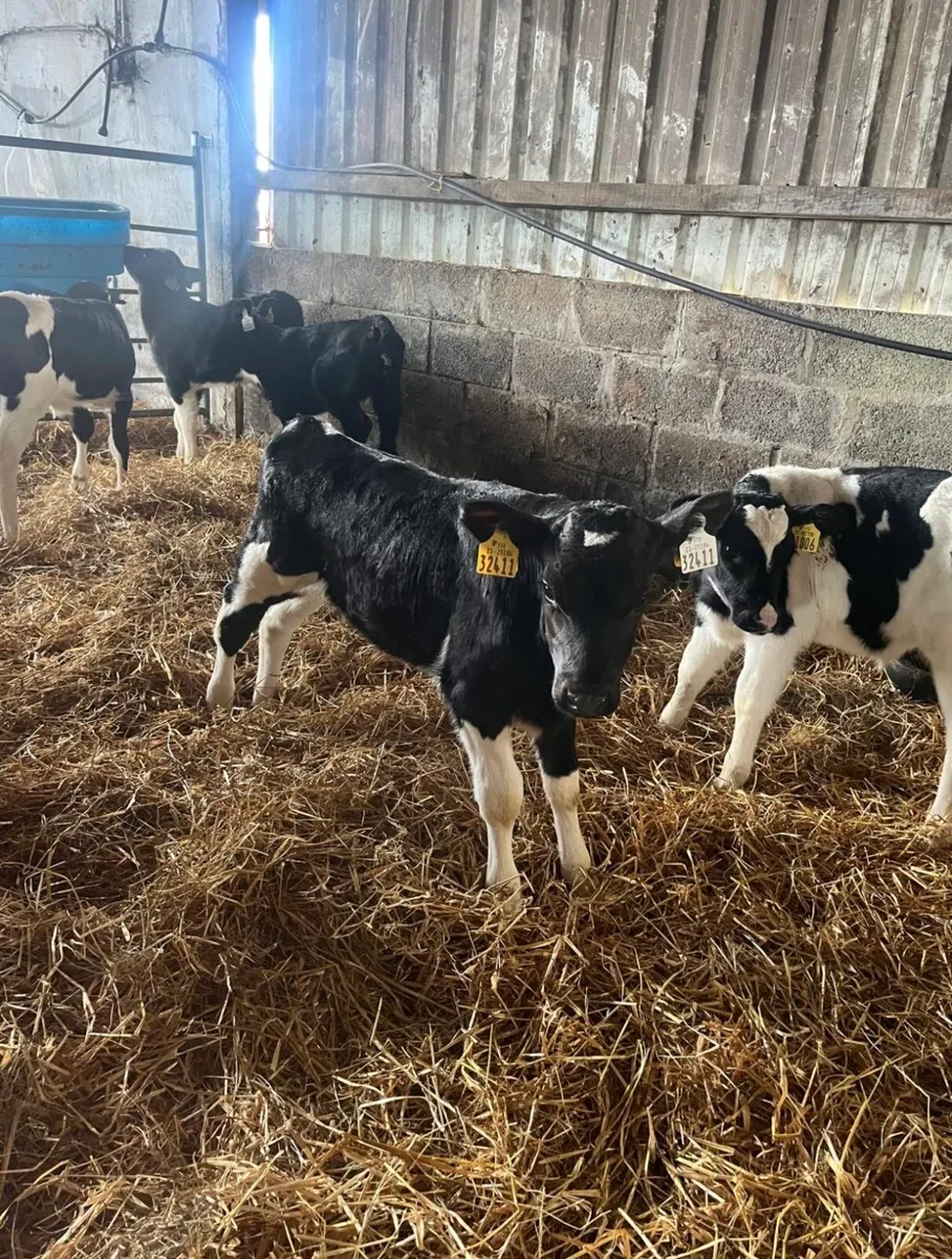 Friesien bull calves - Image 1