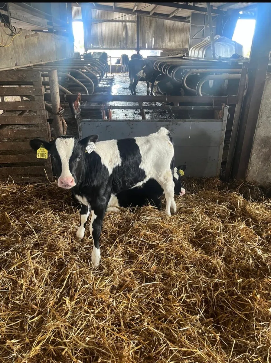 Friesien bull calves - Image 2