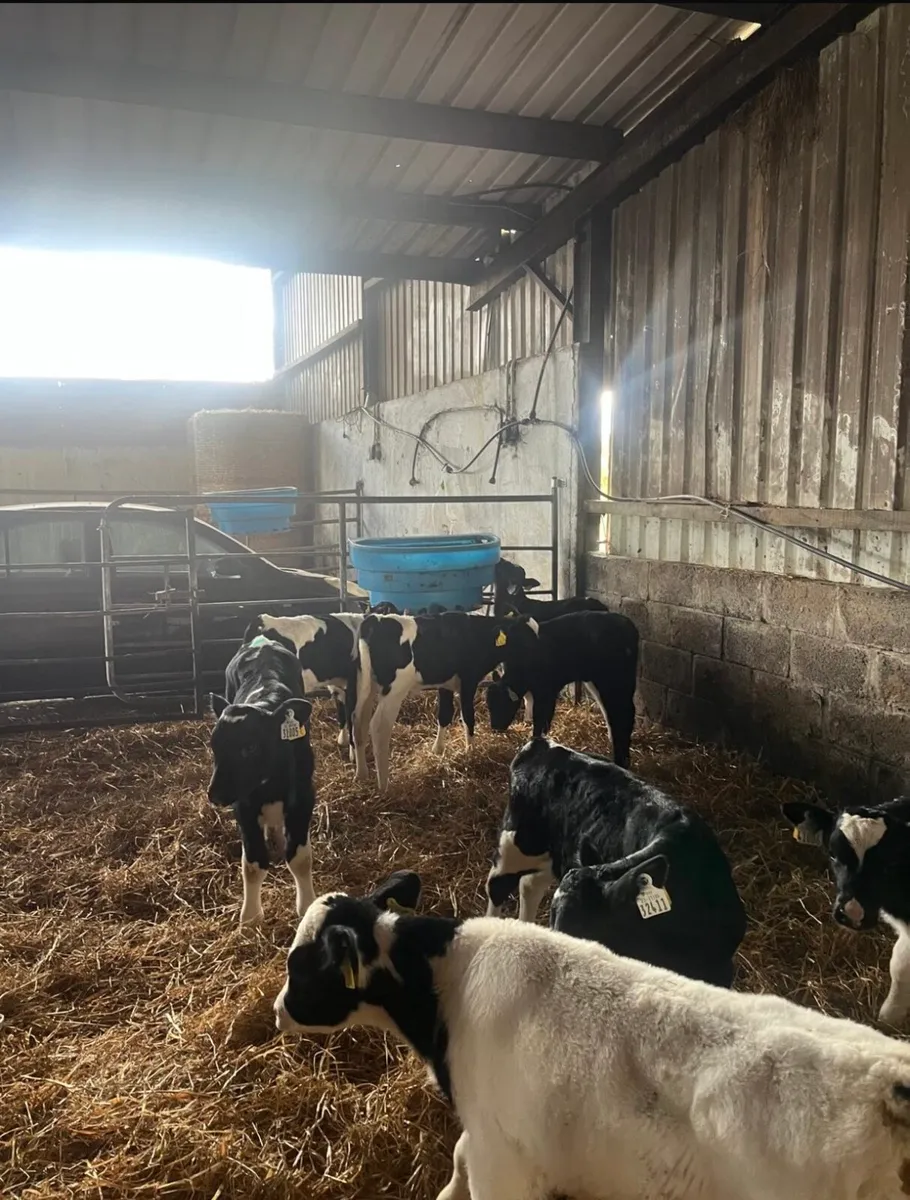 Friesien bull calves - Image 3