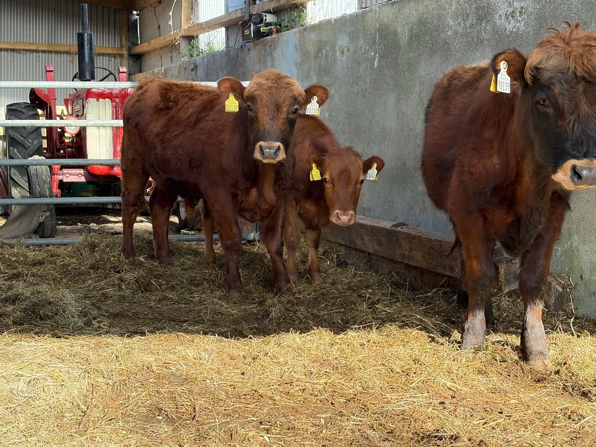 Dexter yearling bulls and bullock in conversion - Image 1