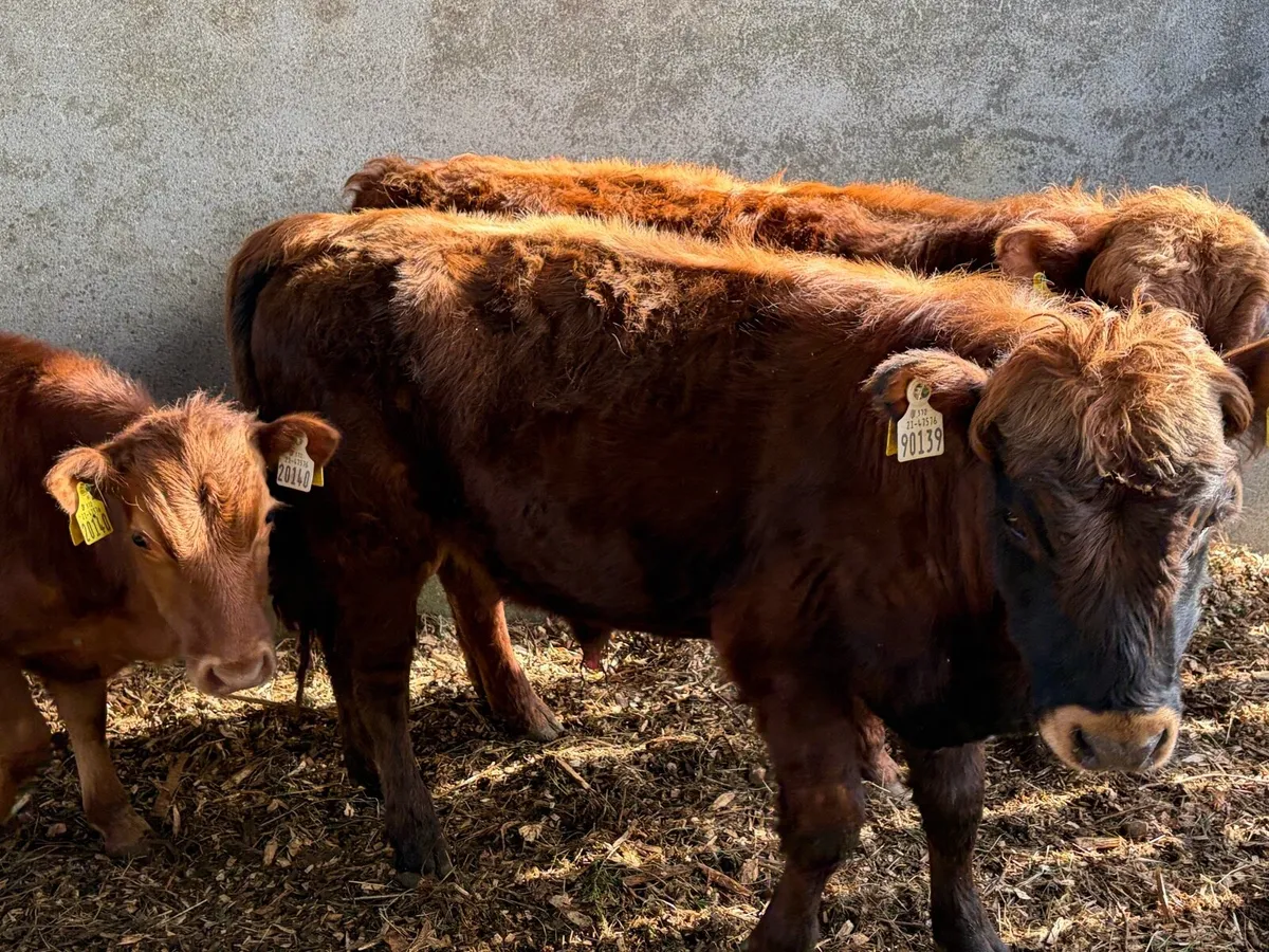 Dexter yearling bulls and bullock in conversion - Image 2