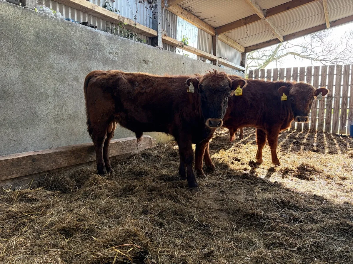 Dexter yearling bulls and bullock in conversion - Image 3