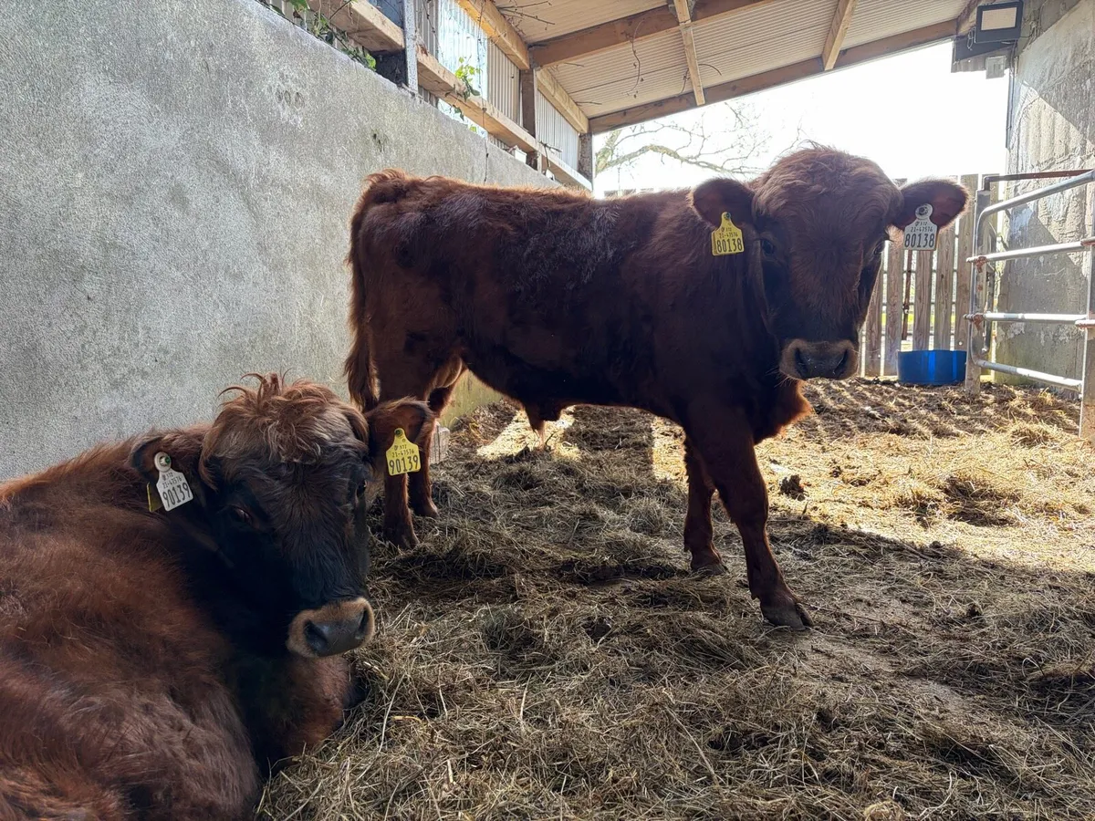 Dexter yearling bulls and bullock in conversion - Image 4