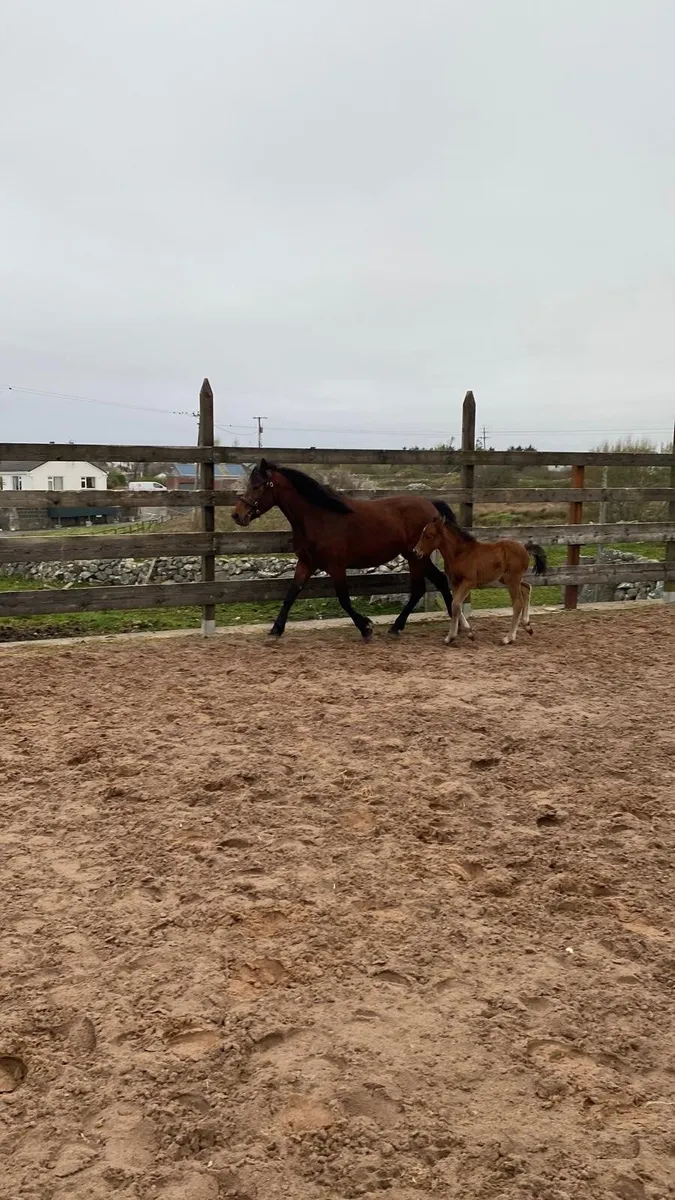 Connemara Class One 4 year old Bay Mare - Image 4