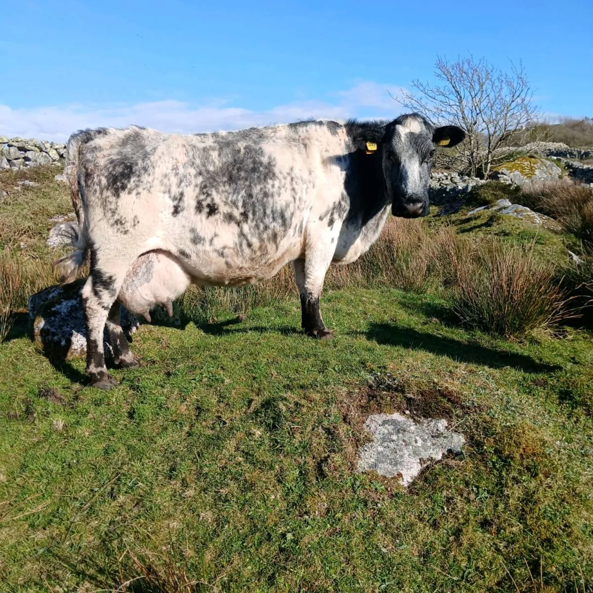 Foster cow - Image 1