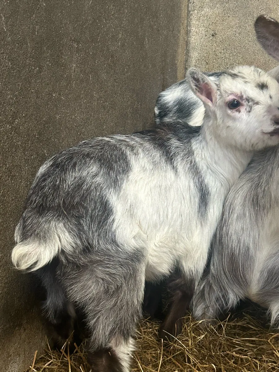 Pygmy goats - Image 1