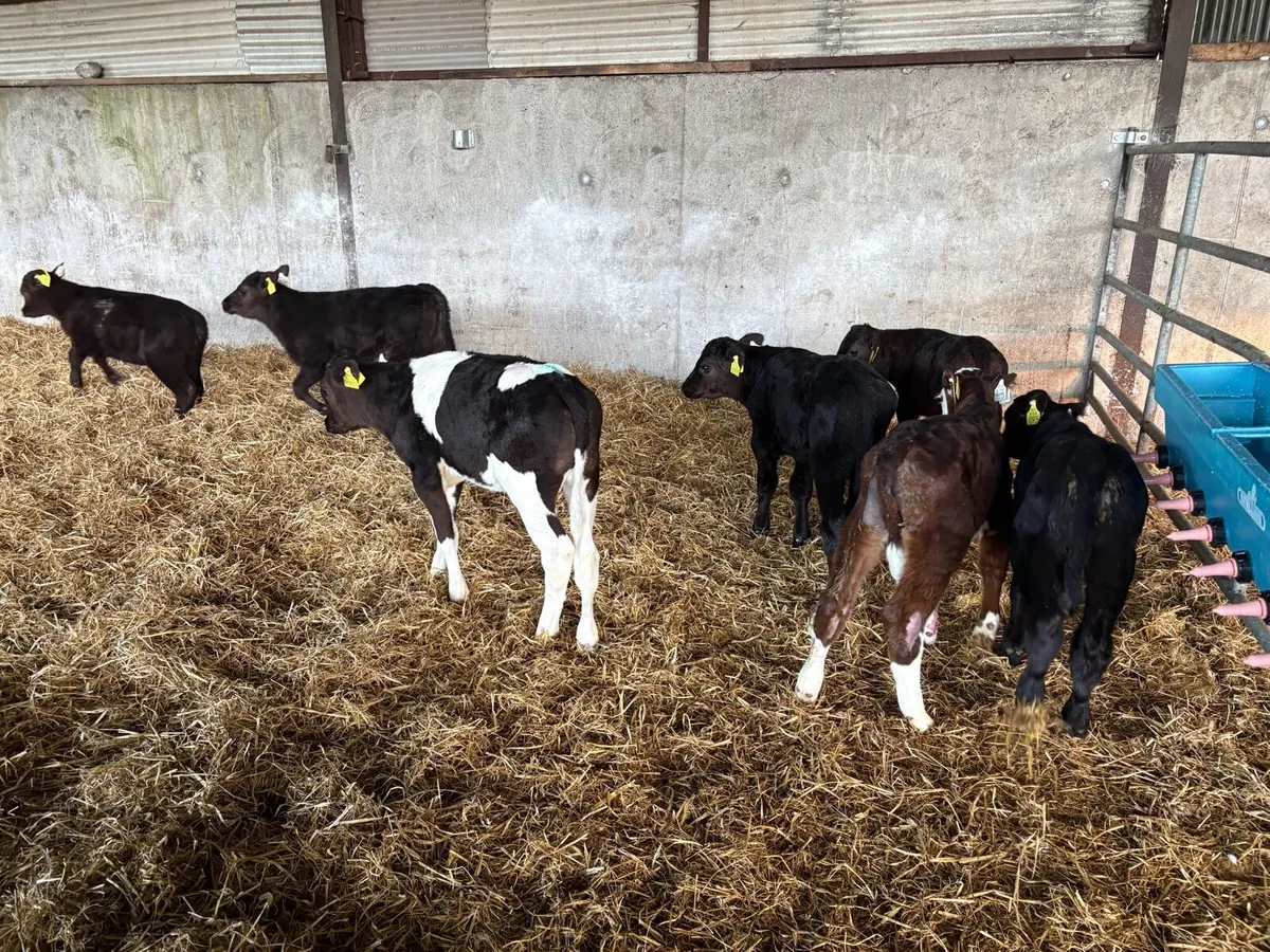 Aa calves - Image 1