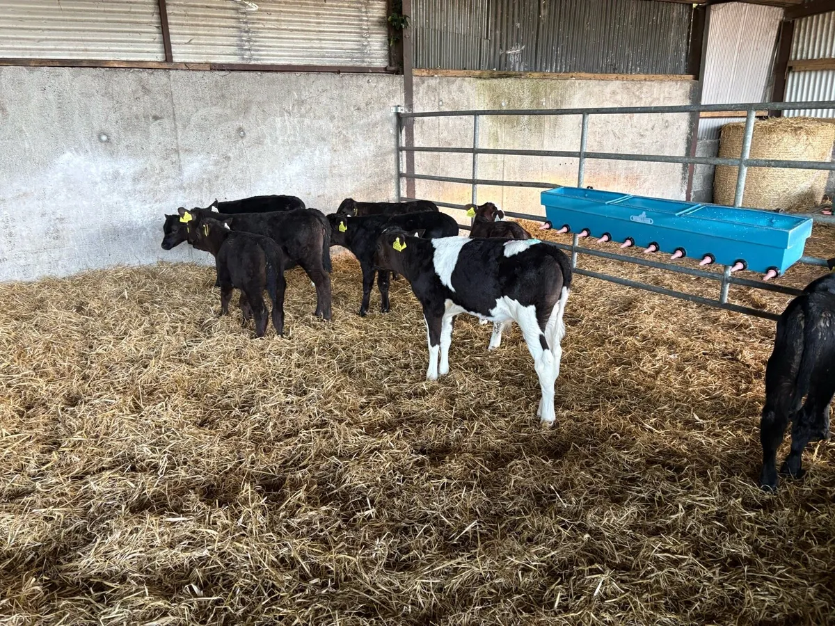 Aa calves - Image 2