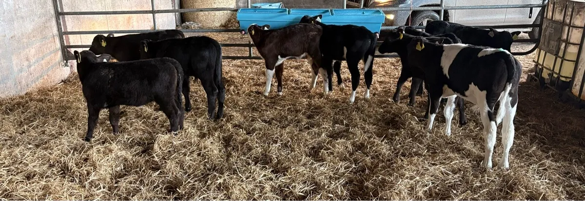 Aa calves - Image 3
