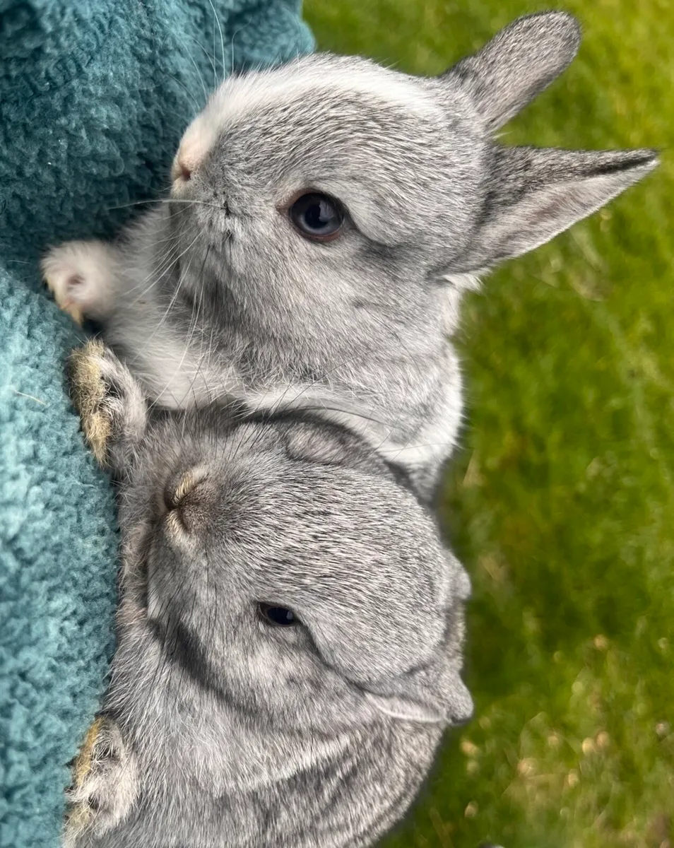 Netherland dwarfs - Image 1