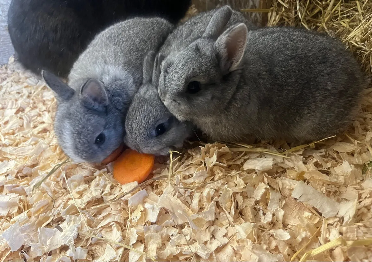 Netherland dwarfs - Image 3