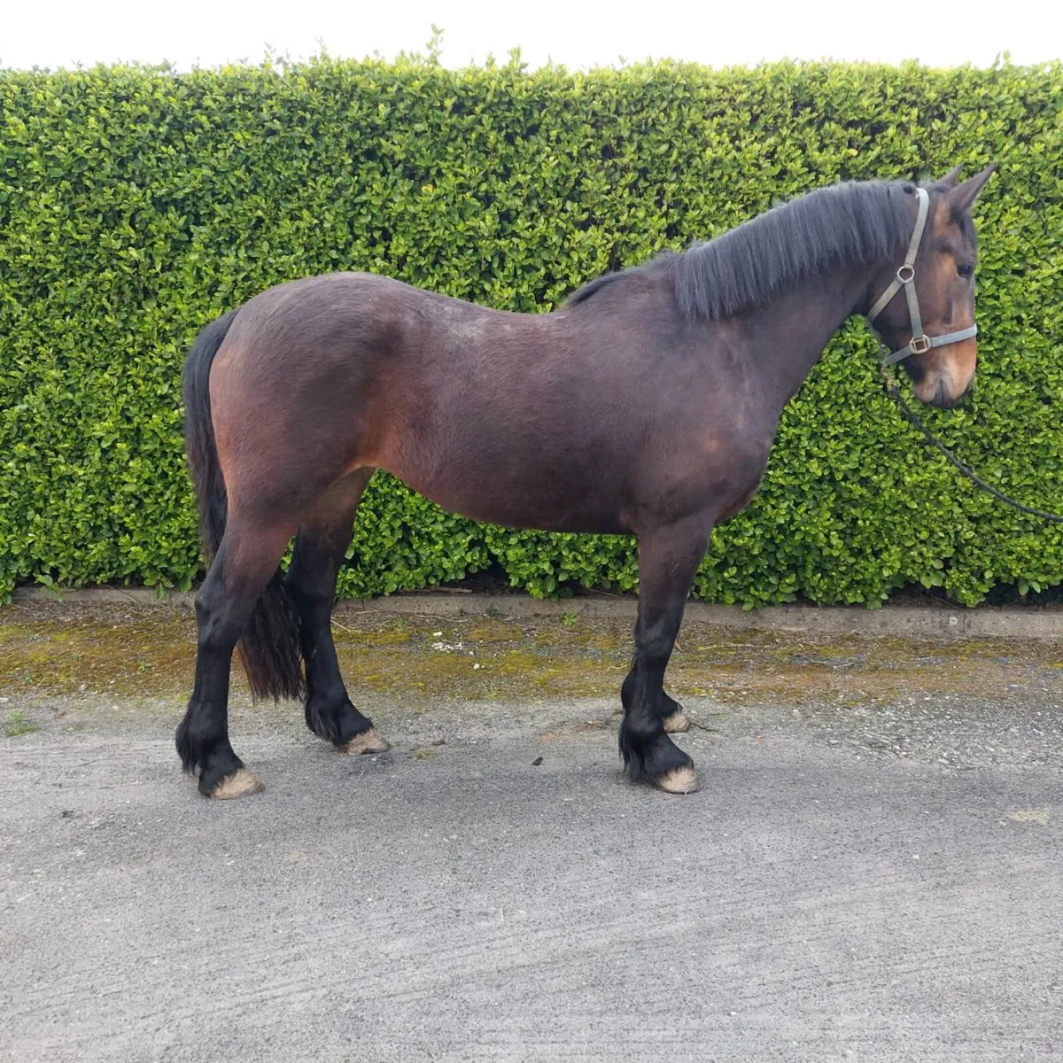 3 year old ID x cob filly - Image 3