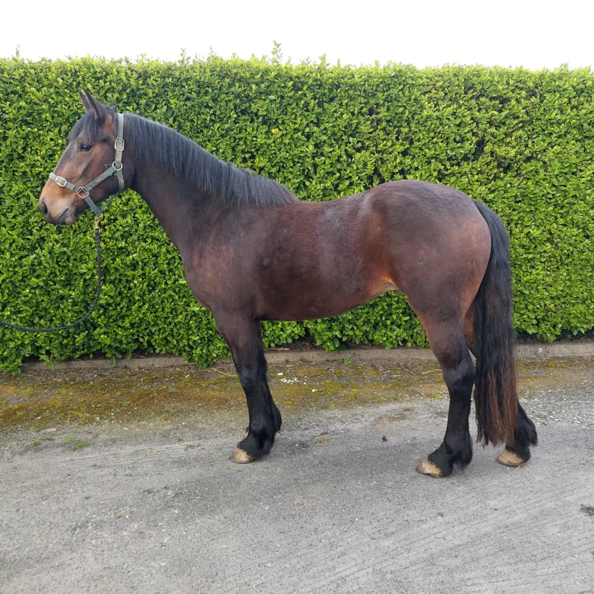 3 year old ID x cob filly - Image 1