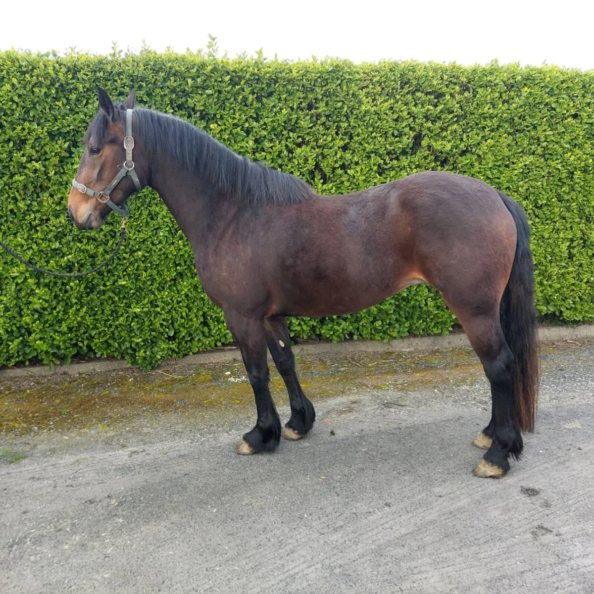 3 year old ID x cob filly - Image 2