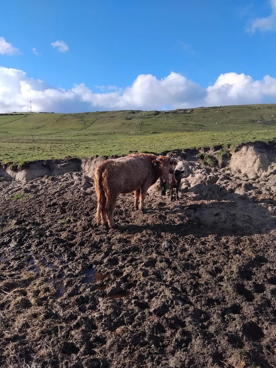 Lmx Cow and calf - Image 3