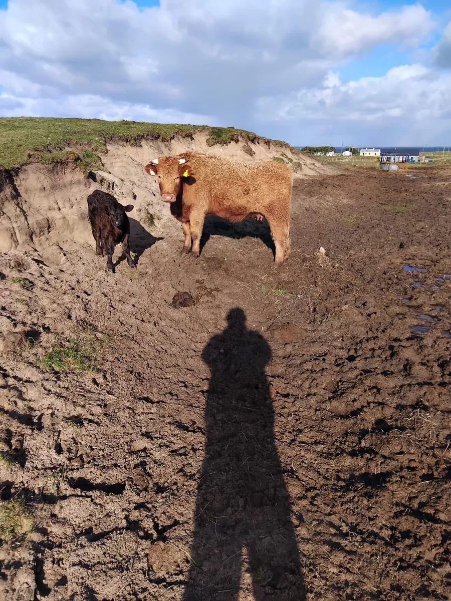 Lmx Cow and calf - Image 1