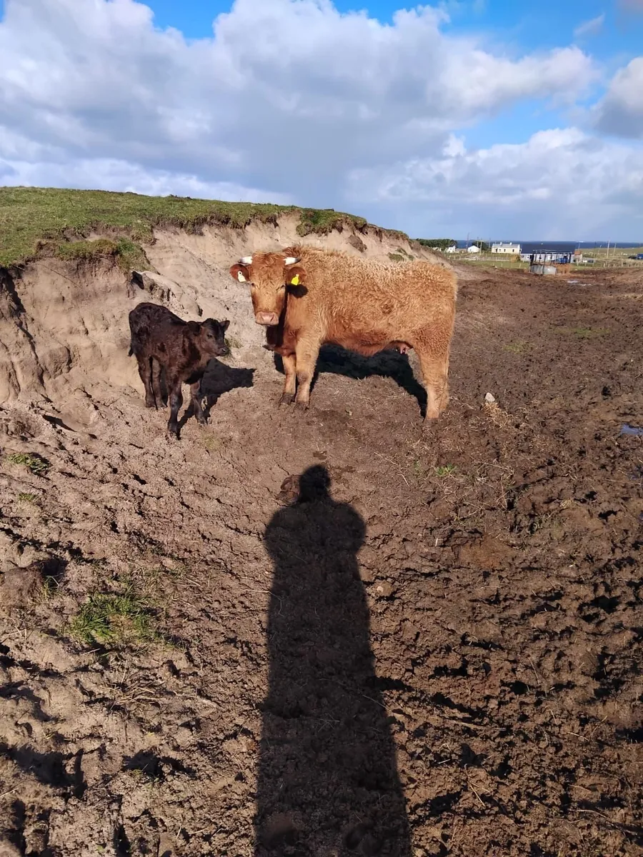 Lmx Cow and calf - Image 2