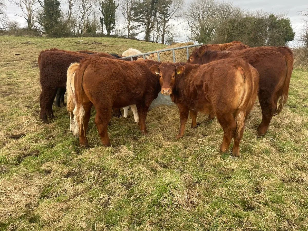 15 Organic Bullocks - Image 1