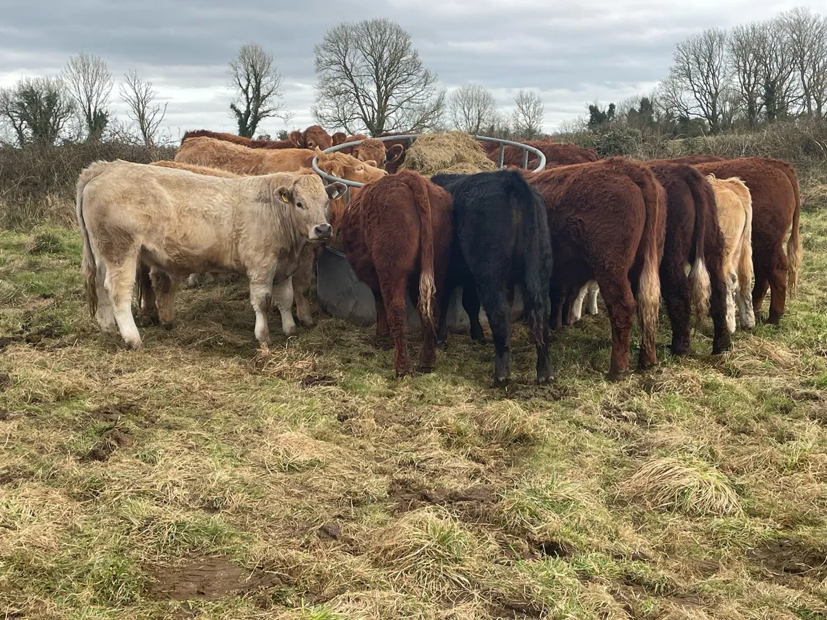 15 Organic Bullocks - Image 2