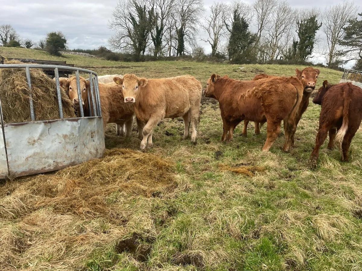 15 Organic Bullocks - Image 3