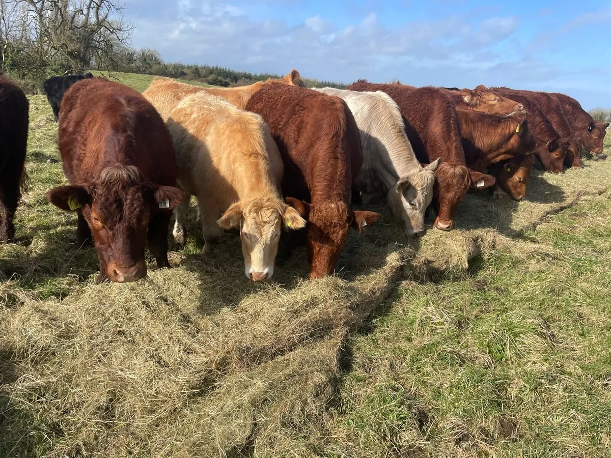 15 Organic Bullocks - Image 4