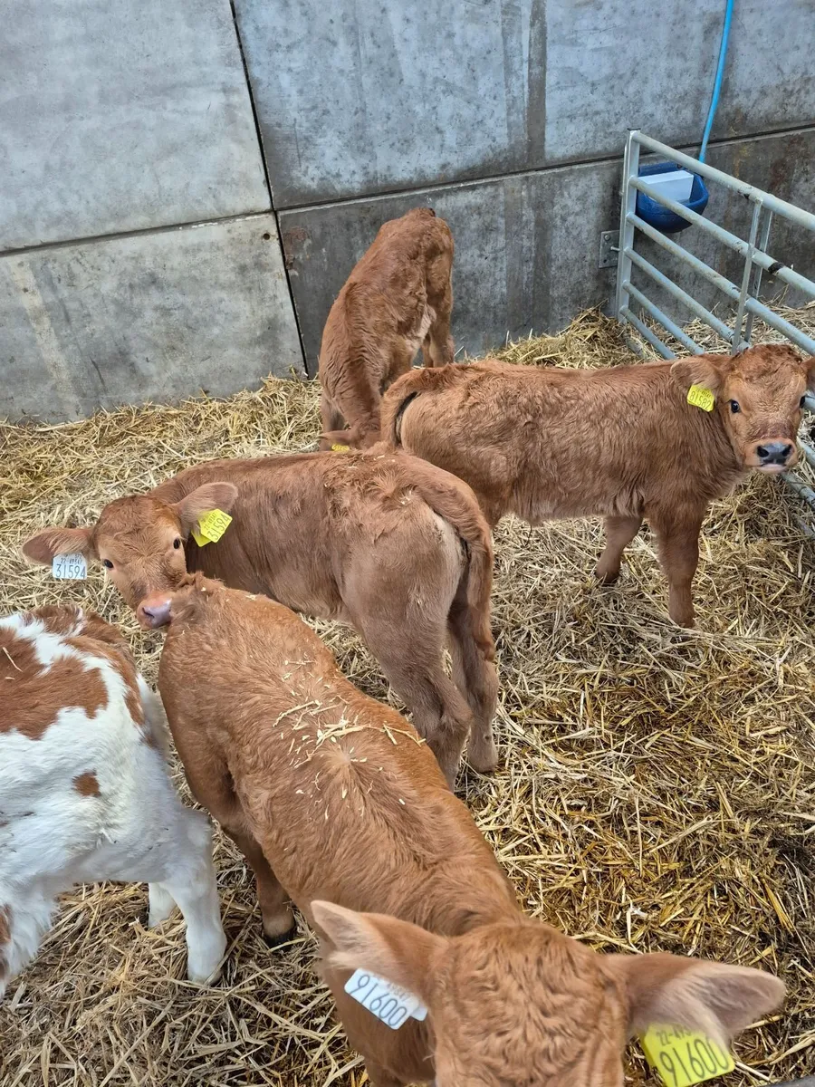 Calves - Image 1