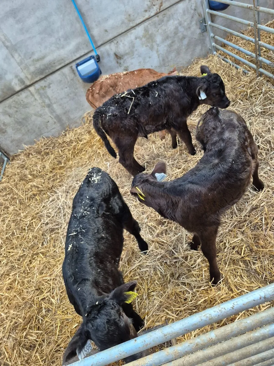 Calves - Image 3