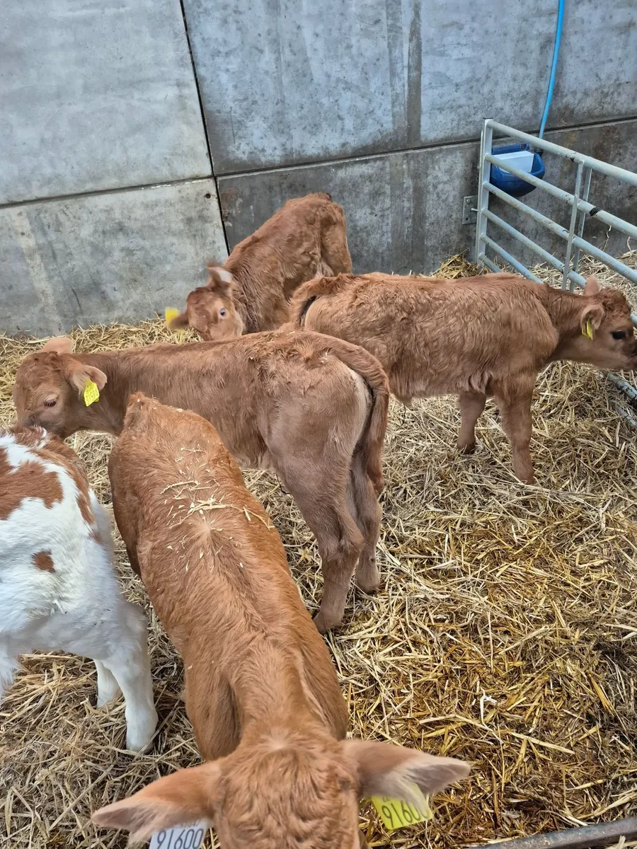 Calves - Image 2