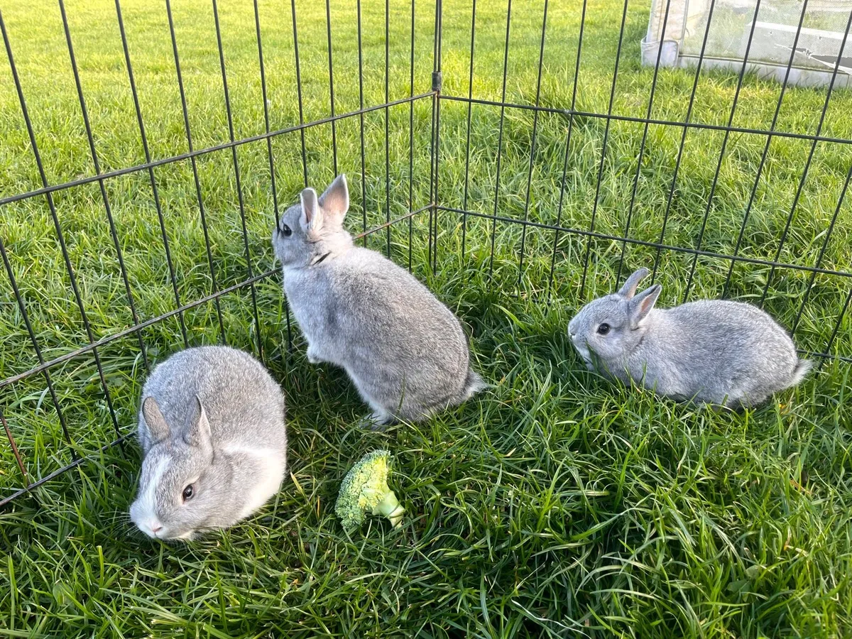 Netherland dwarfs - Image 4