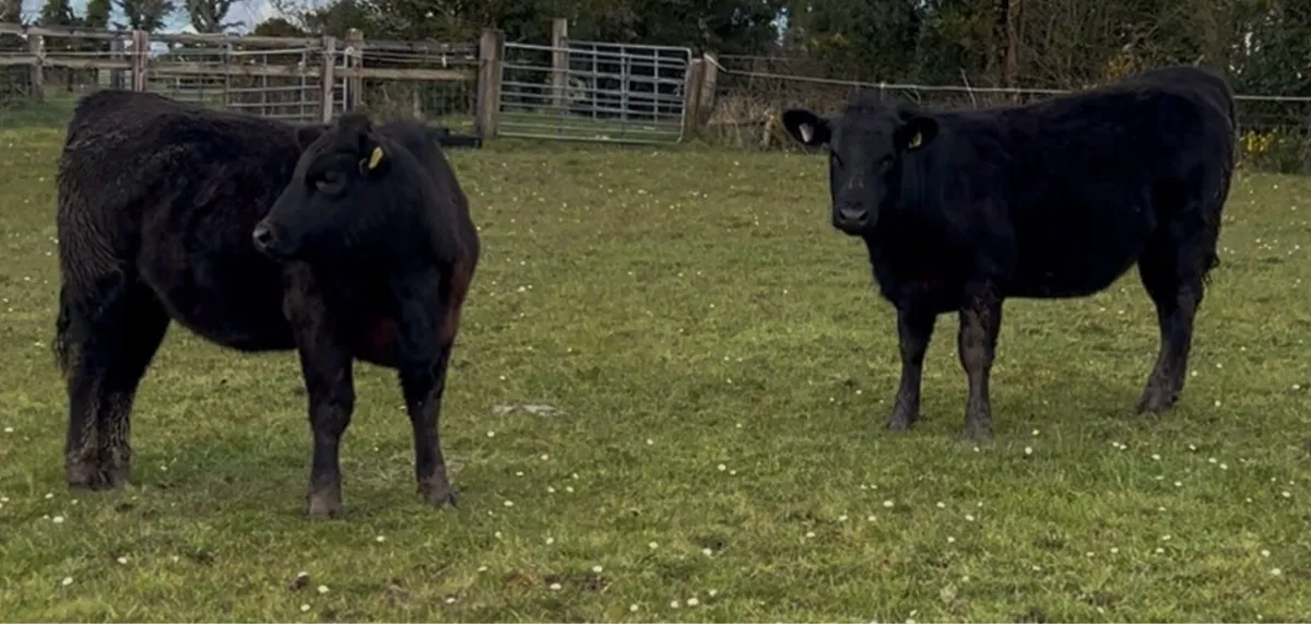 Pedigree Angus Heifers - Image 2