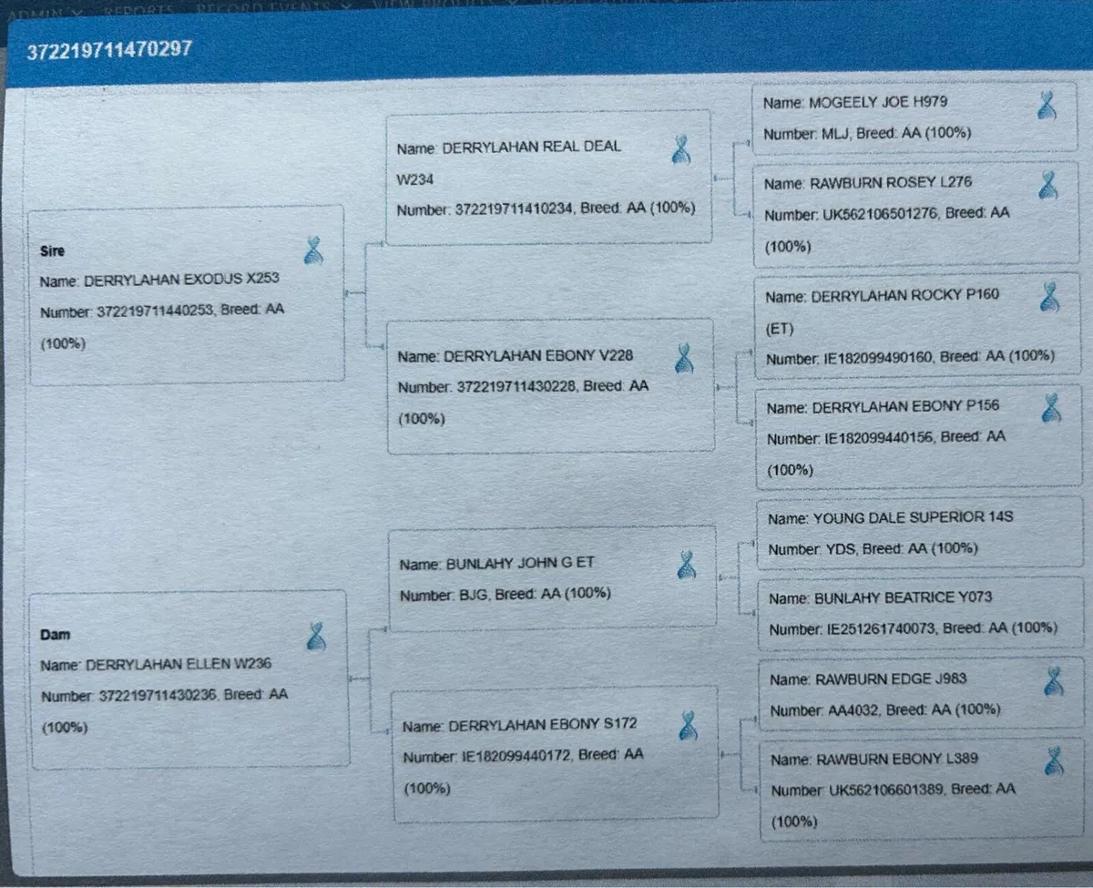 Pedigree Angus Heifers - Image 3