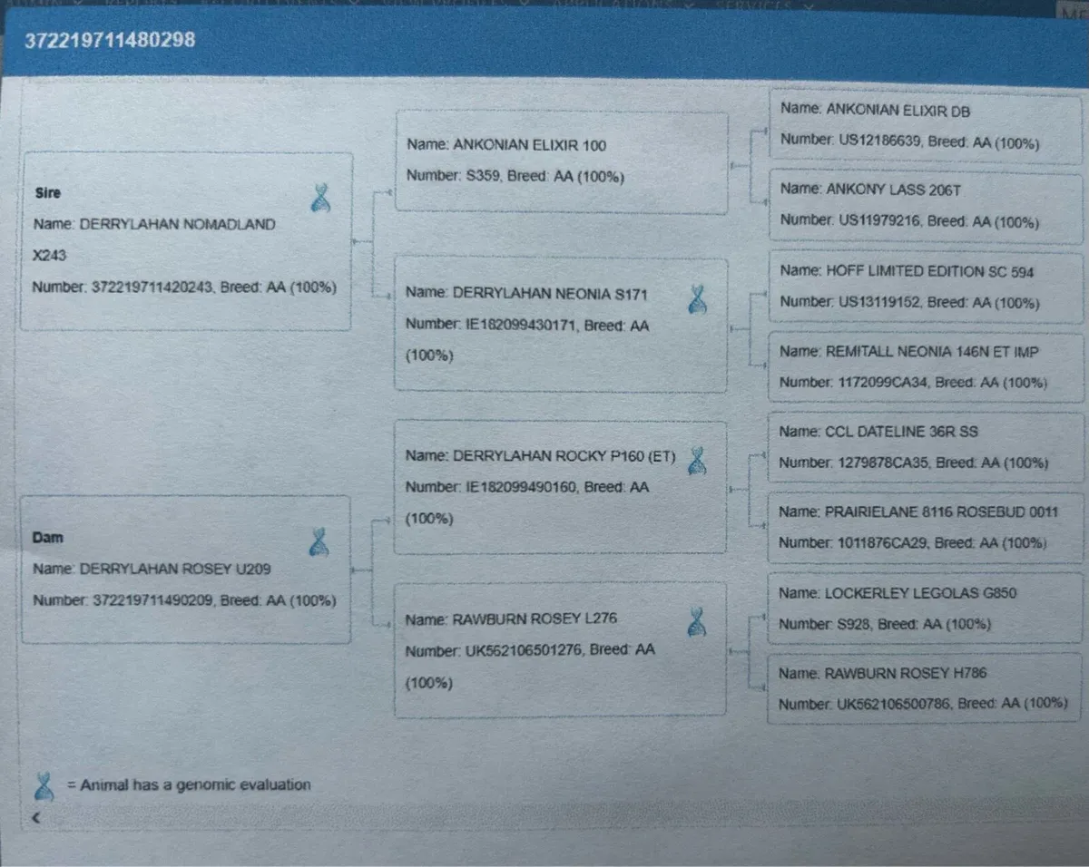 Pedigree Angus Heifers - Image 4