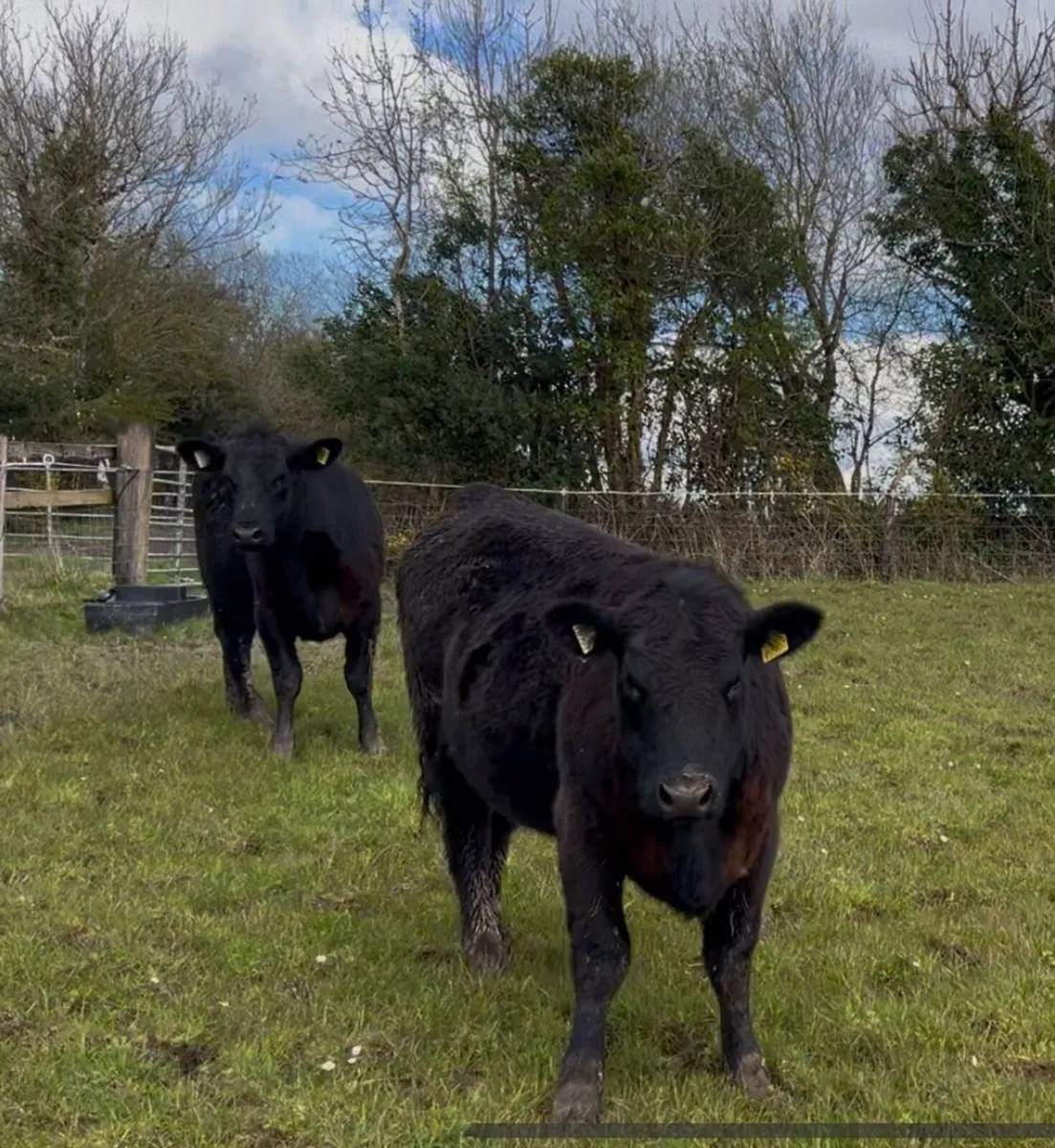 Pedigree Angus Heifers - Image 1