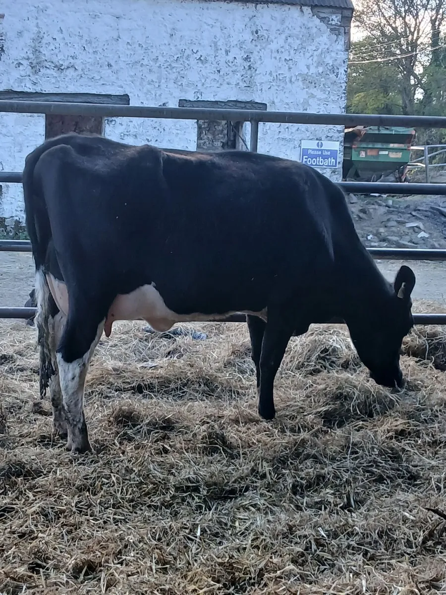 Fresh dairy heifer - Image 1