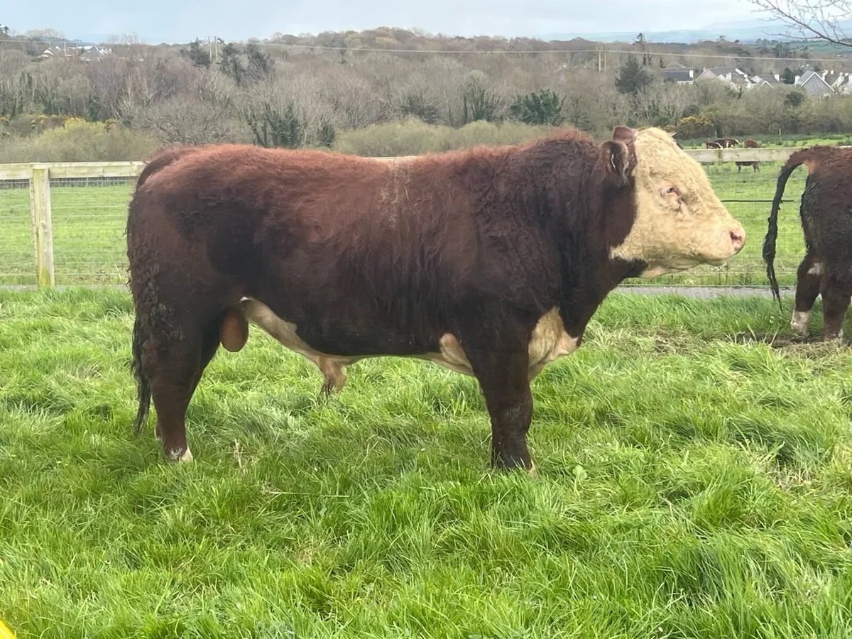 ⭐ LOT 17/18/19/21MART WEDNESDAY PBR HEREFORD BULLS - Image 1
