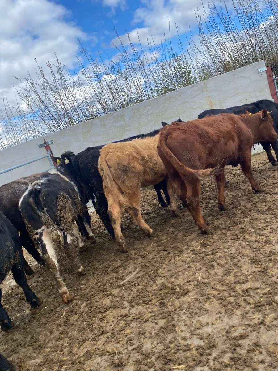 Grass cattle - Image 1