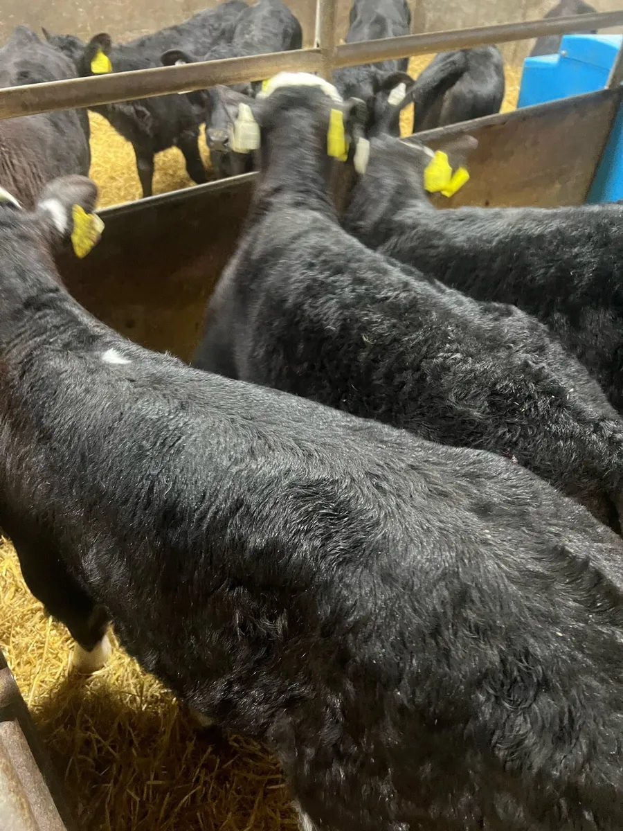 10bl WH bull calfs for sale - Image 2